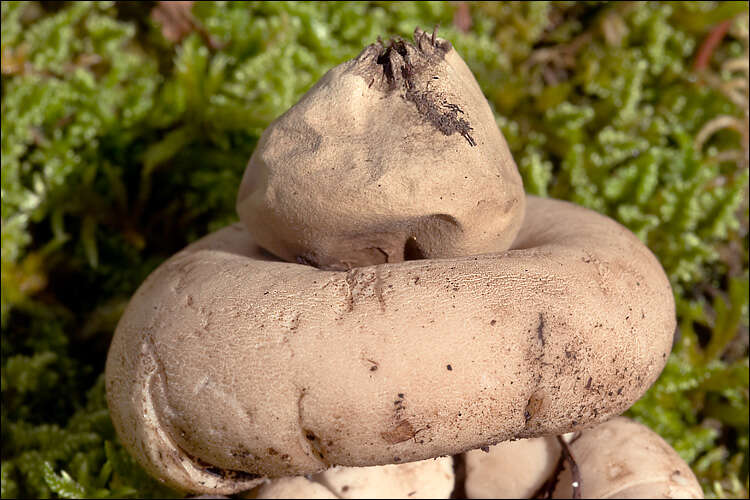 Image of Geastrum