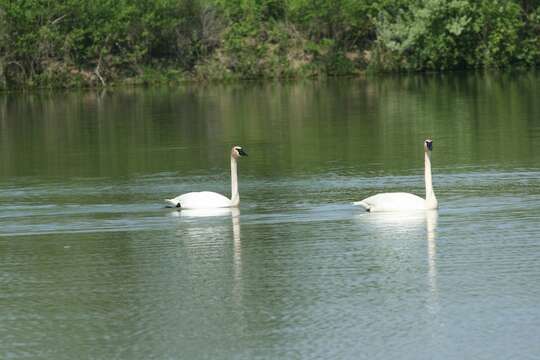 Image of Trumpeter Swan