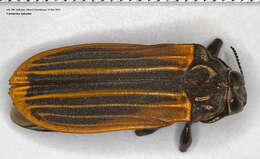 Image of Castiarina spinolae (Gory 1841)