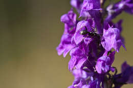 Plancia ëd Linaria purpurea (L.) Mill.