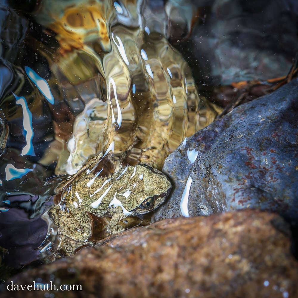 Image of tailed frogs