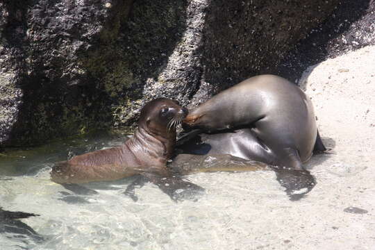 Image of Galapagos Sea Lion