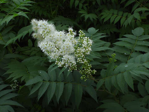 Image of false spiraea