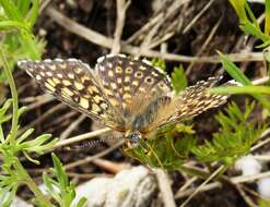 Image of Melitaea