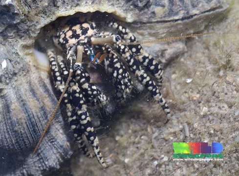 Image of Gold-spotted Hermit Crab