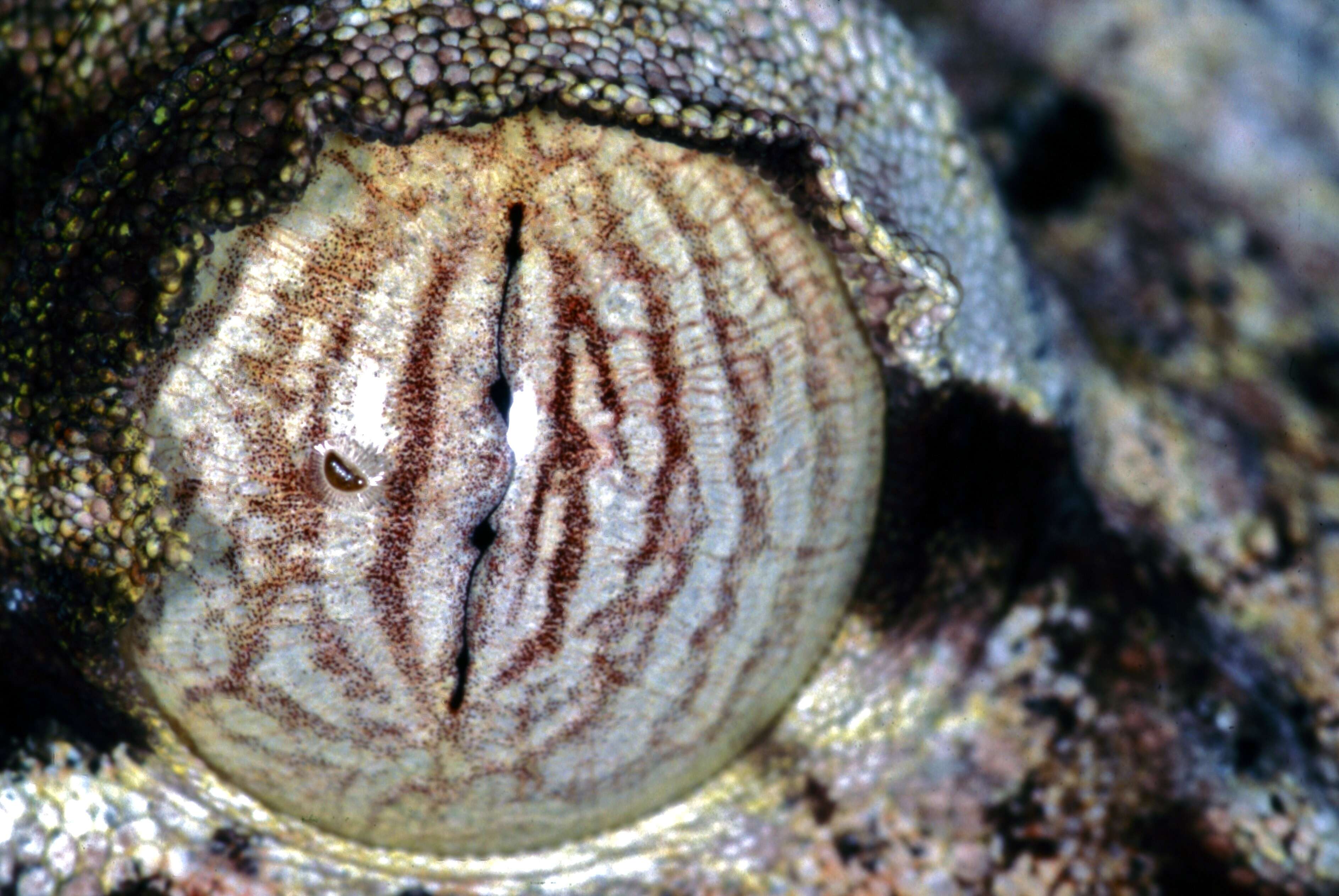 Image of Flat-tail geckos