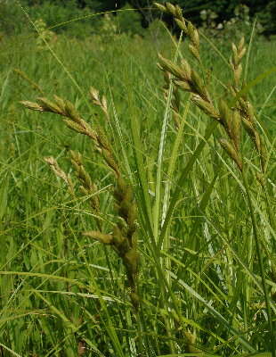 Слика од Carex muskingumensis Schwein.