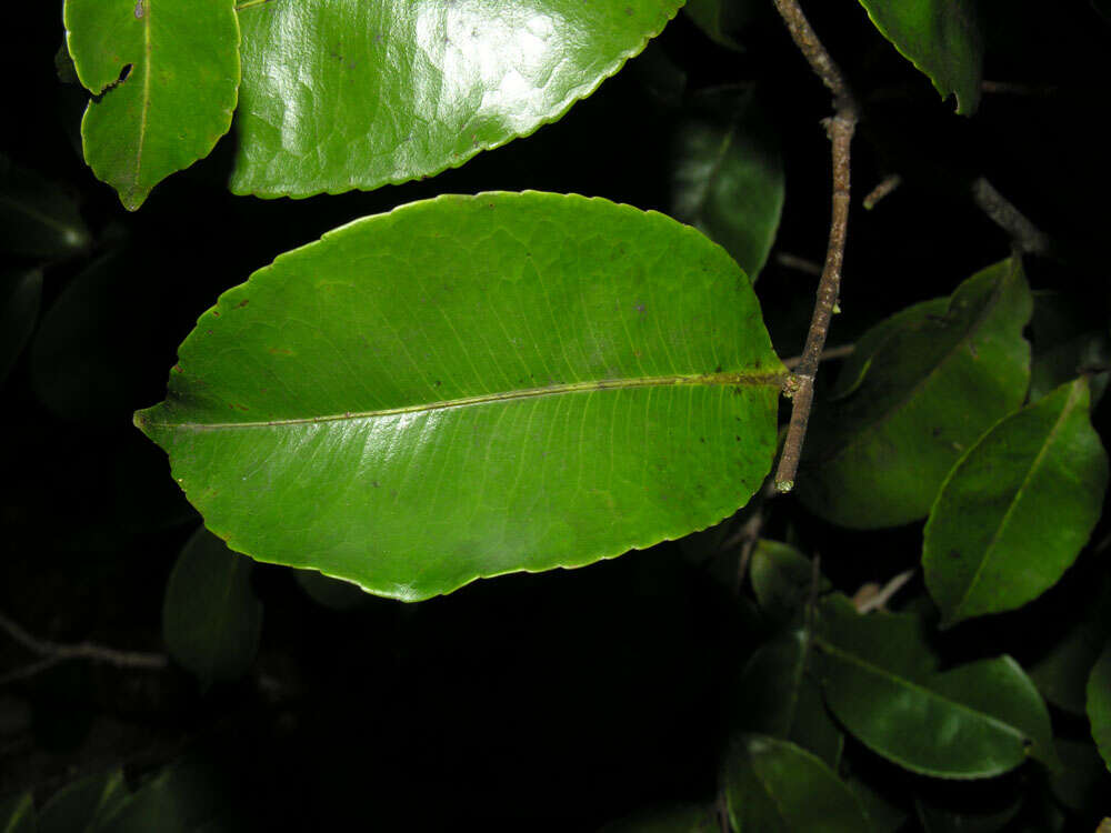 Sivun Humiriaceae kuva