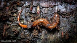 Image of dusky salamanders