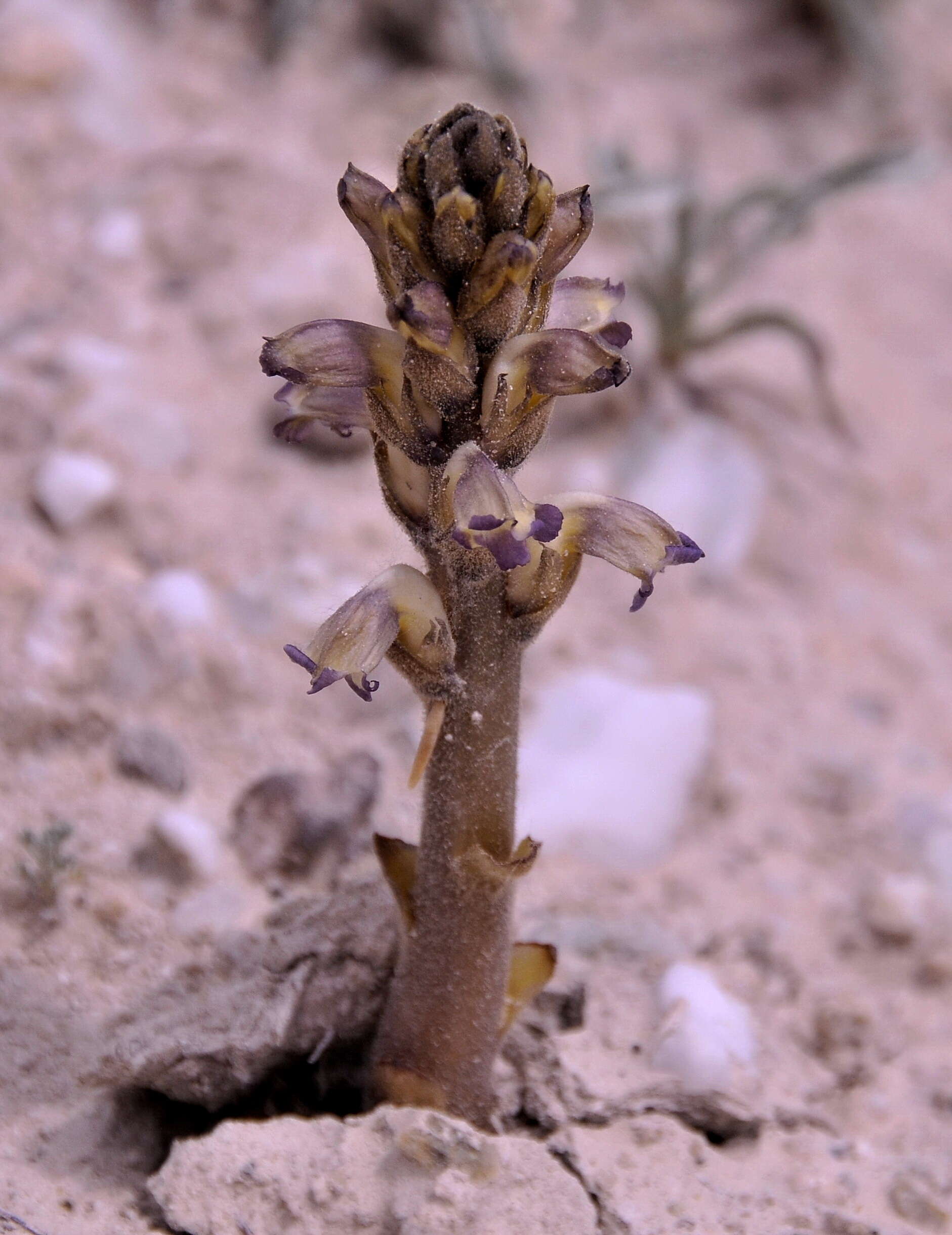 Image of nodding broomrape