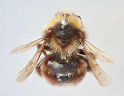 Image of Fernald Cuckoo Bumble Bee
