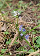 Image of Scilla vindobonensis Speta