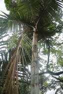 Image of ceroxylon palm