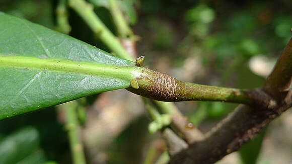 Image of Pausandra morisiana (Casar.) Radlk.