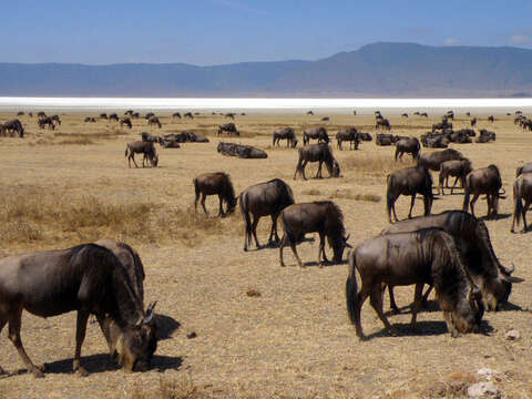 Image of wildebeest