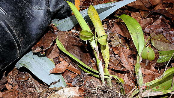 Image of appendage orchid