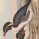 Image of Eastern Rockhoper Penguin