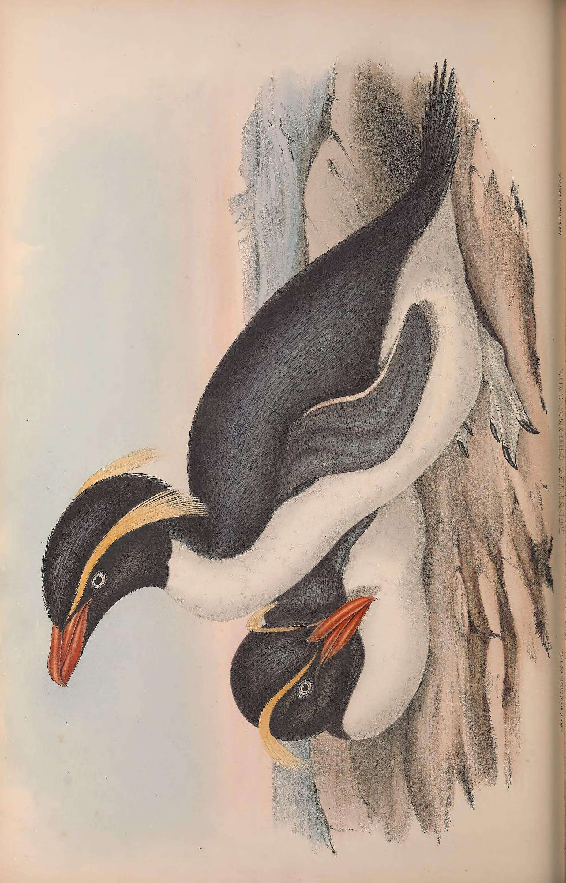 Image of Eudyptes Vieillot 1816