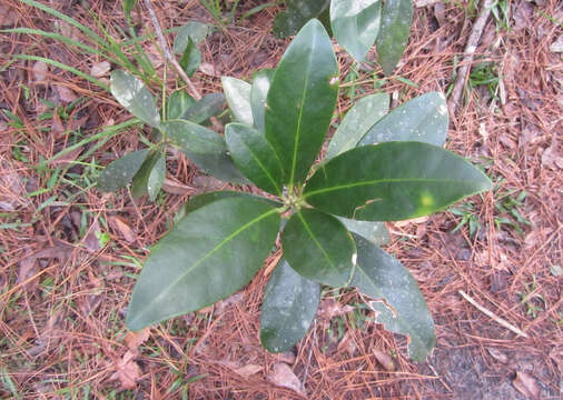 Image de Illicium parviflorum Michx.