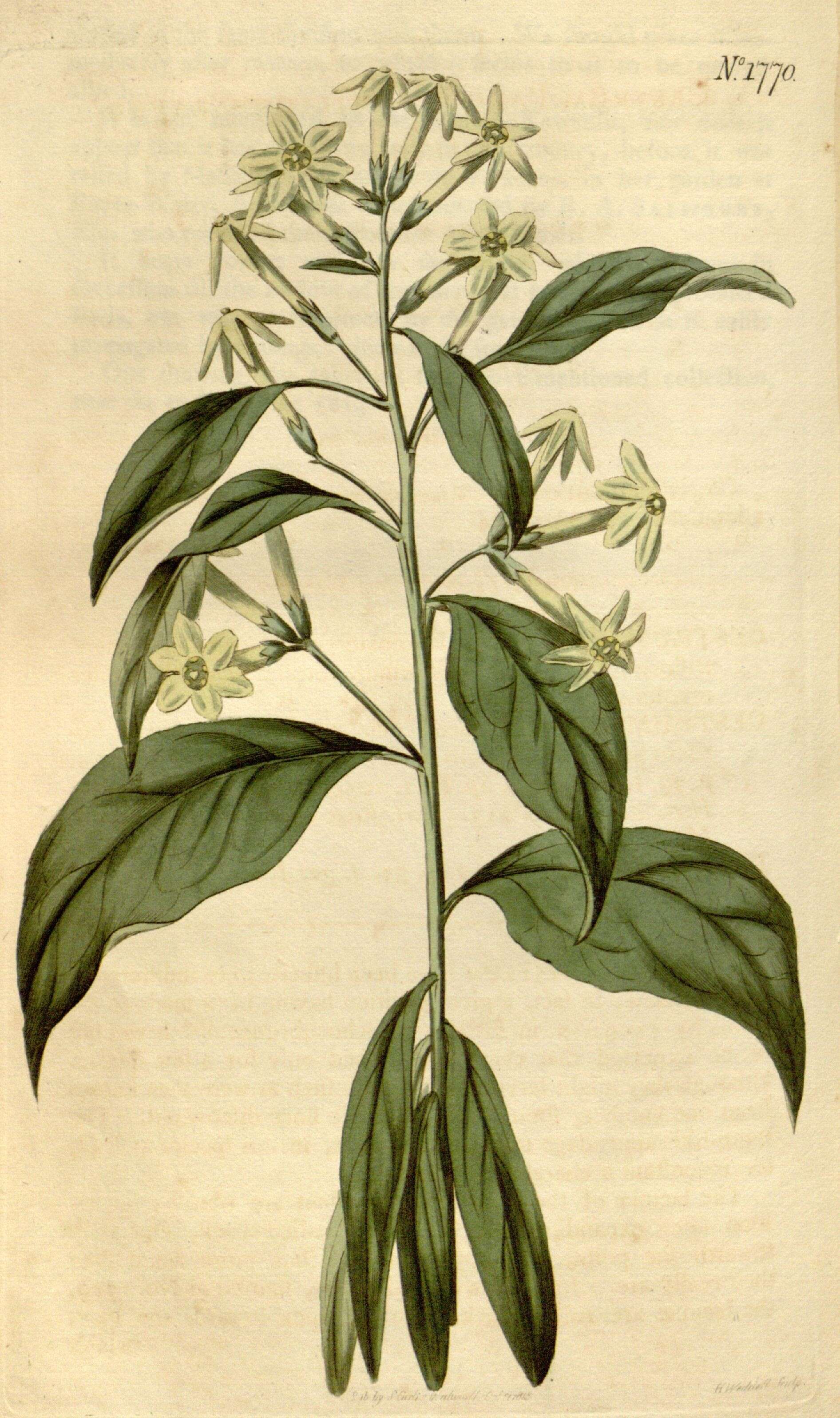 Image of jessamine