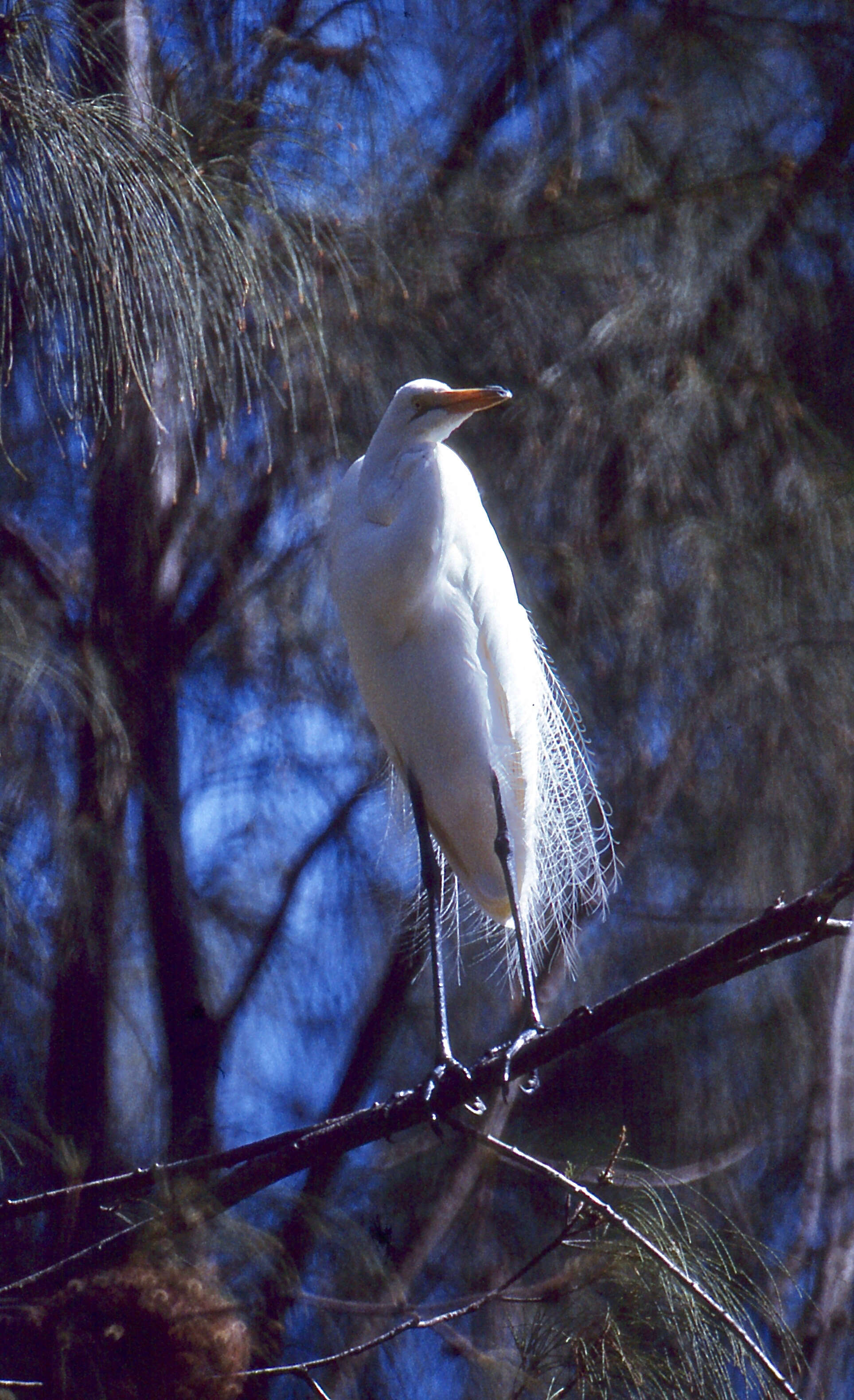 Image of Ardea Linnaeus 1758