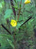 Image of partridge pea