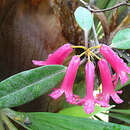 Image de Rhododendron malayanum Jack
