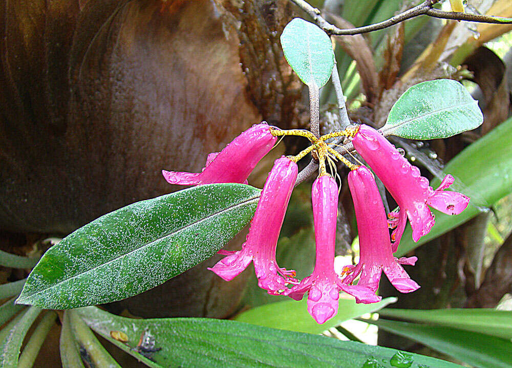 صورة Rhododendron malayanum Jack