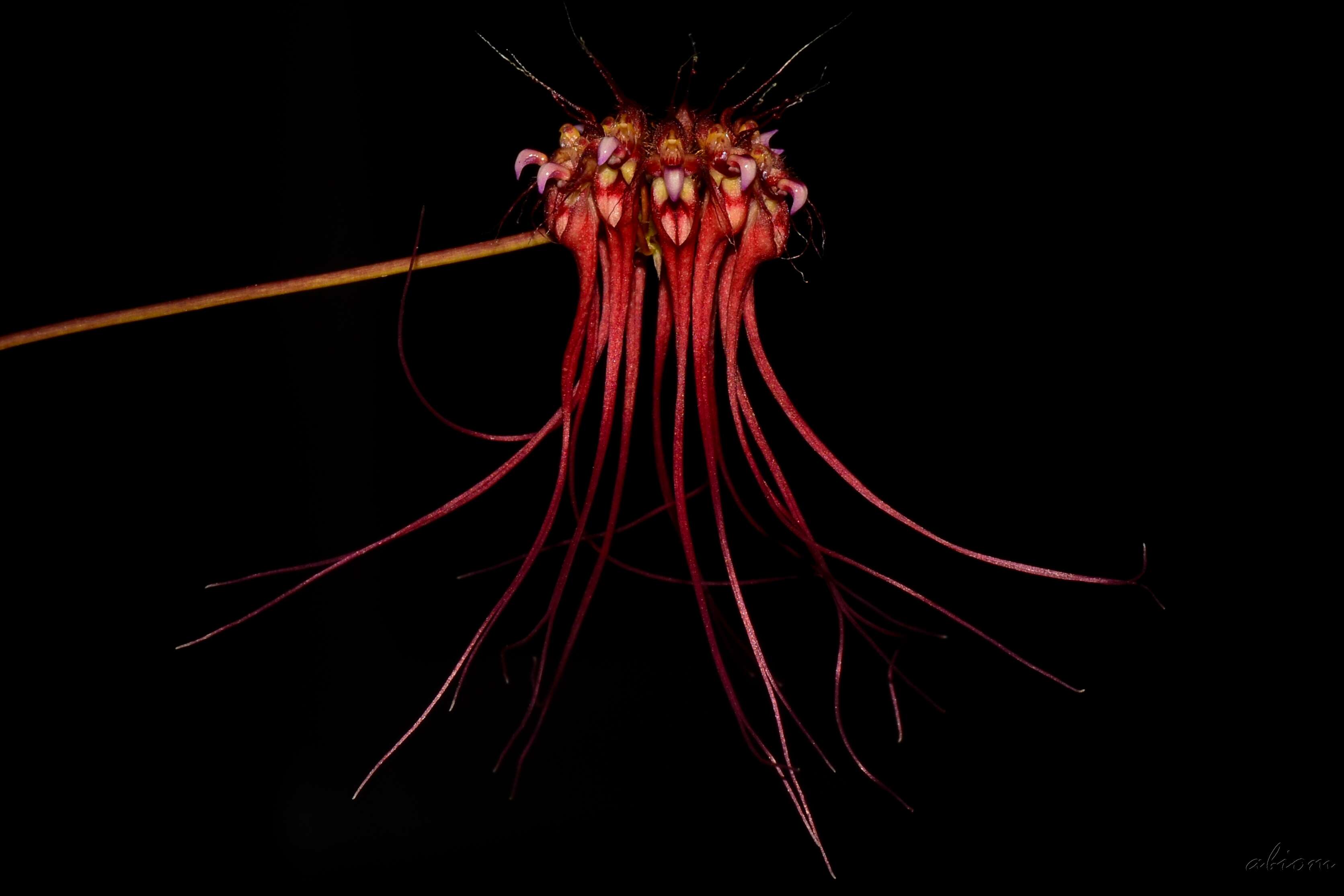 Image of Wispy umbrella orchid