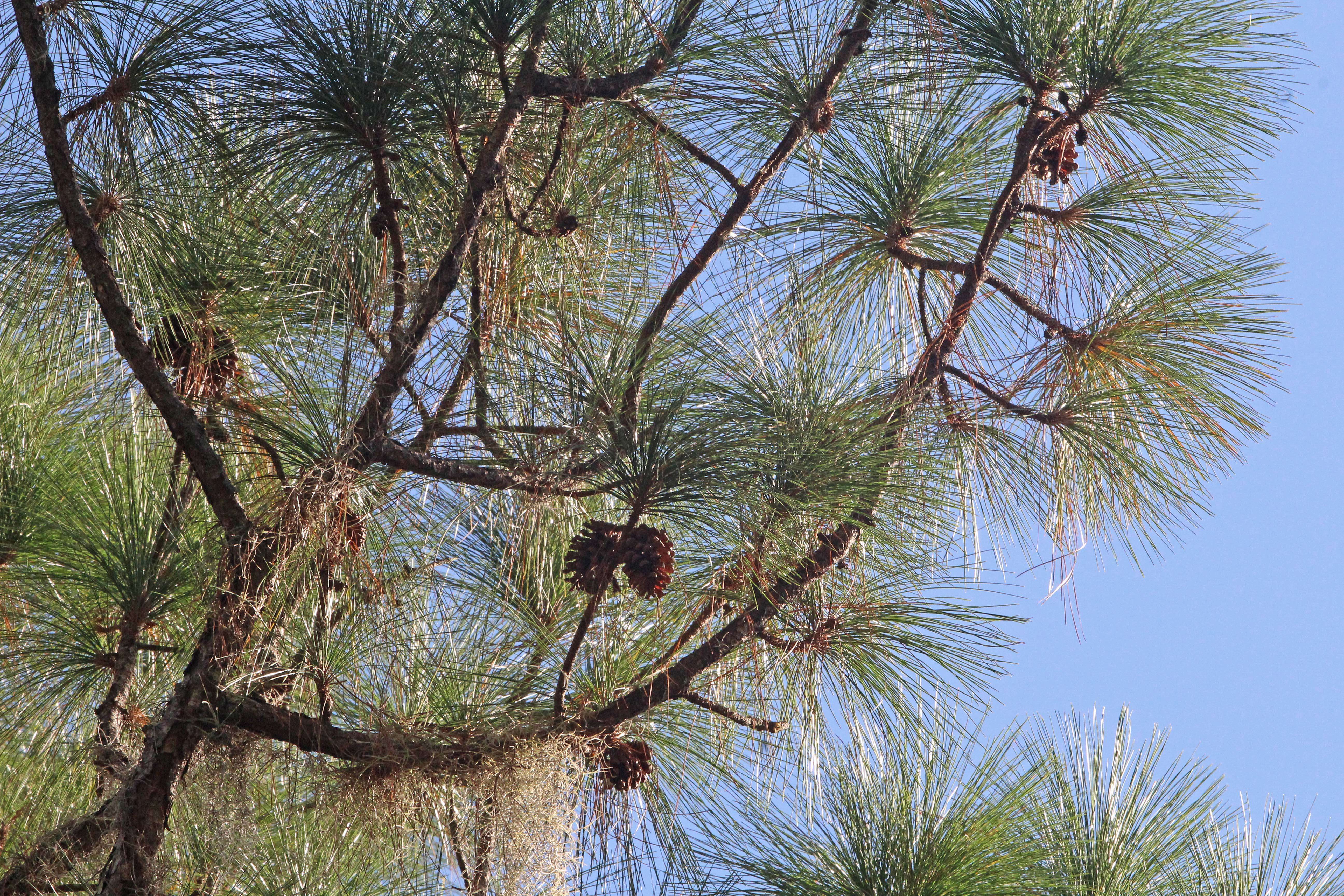 Image of Pine