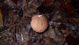 Image of Calvatia rugosa (Berk. & M. A. Curtis) D. A. Reid 1977