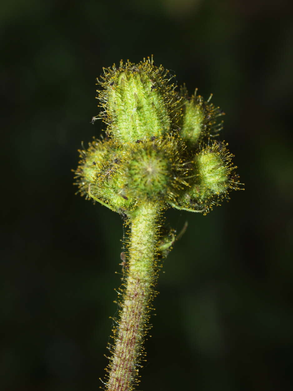 Image de Sonchus