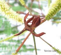 Image of Stryphnodendron pulcherrimum (Willd.) Hochr.