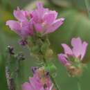 Image of Kenwood Marsh checker-mallow