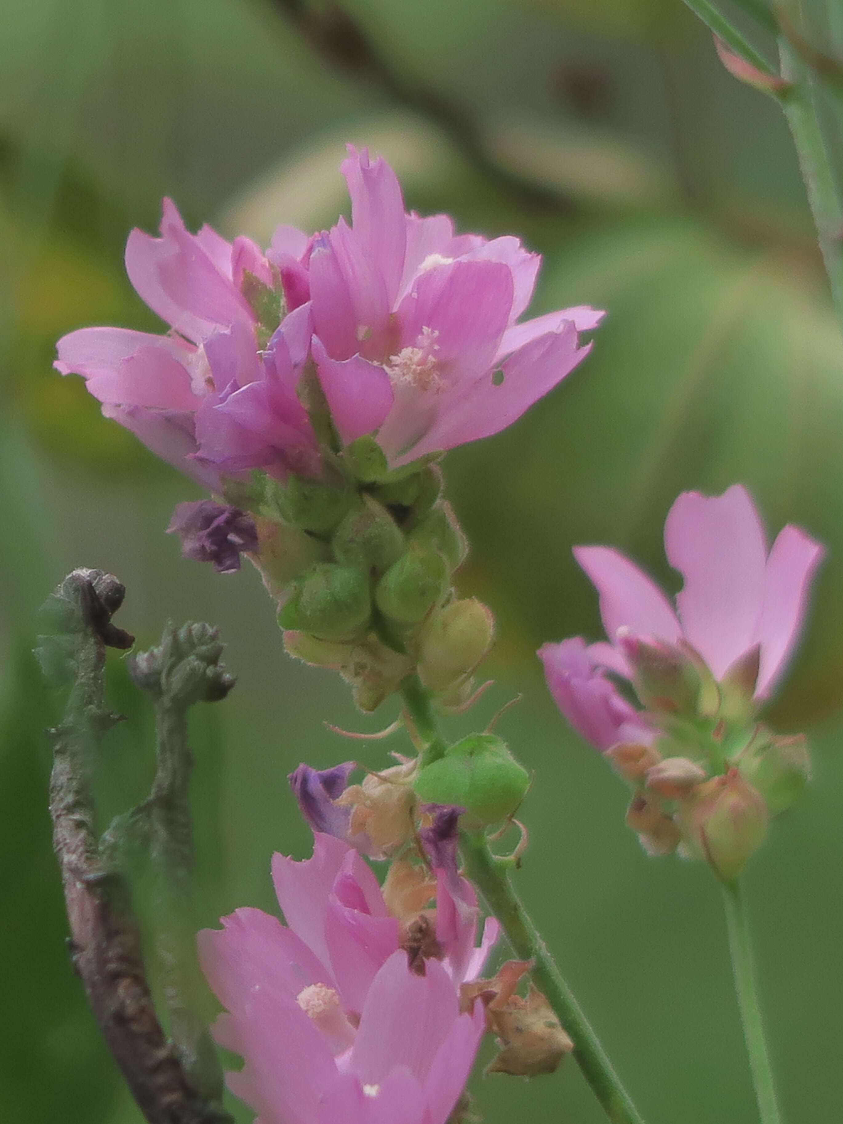 Слика од Sidalcea oregana subsp. valida (Greene) C. L. Hitchc.