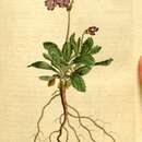 Image of Primula marginata Curtis