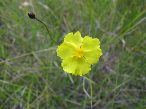 Image of yellow-eyed-grass family