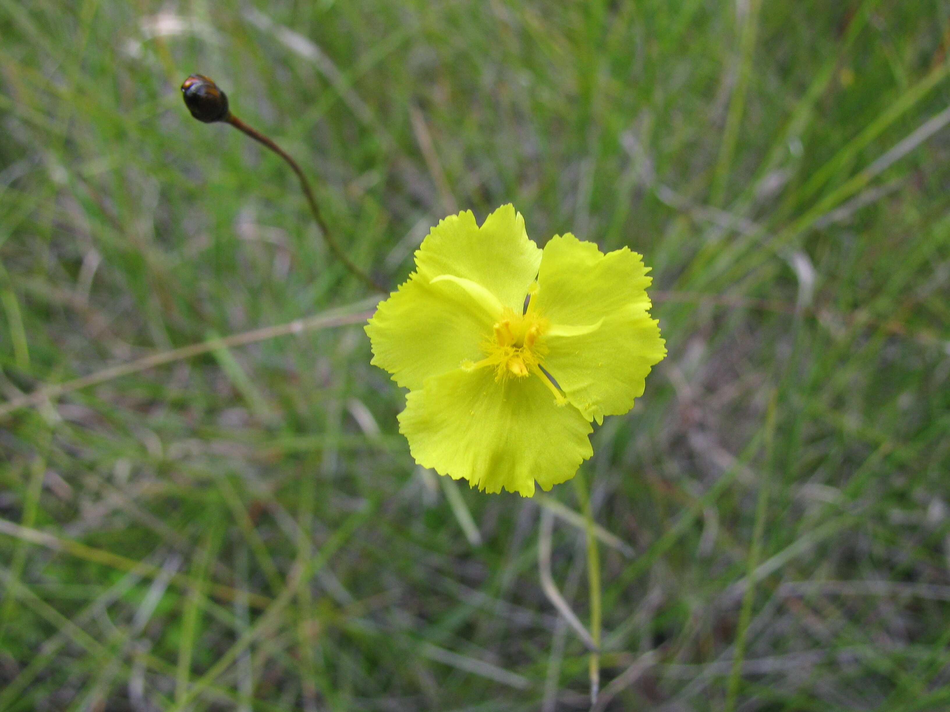 Image of yelloweyed grass