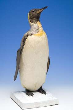 Image of King Penguin