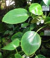 Image of Begonia ampla Hook. fil.