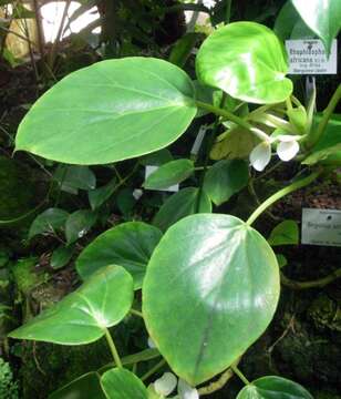 صورة Begonia ampla Hook. fil.