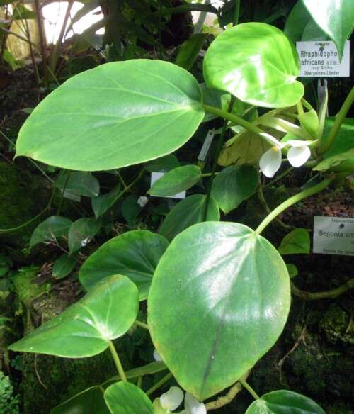 Image of Begonia ampla Hook. fil.