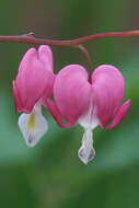 Image of bleeding heart