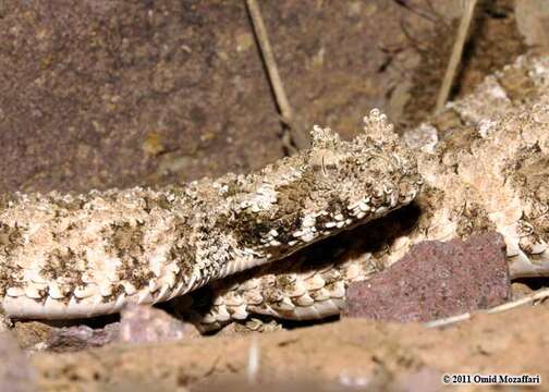 Image of Pseudocerastes urarachnoides Bostanchi, Anderson, Kami & Papenfuss 2006