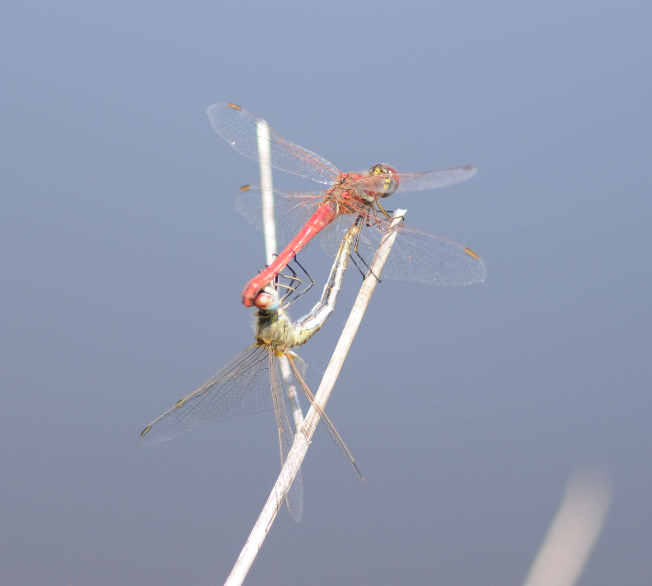 Image of Sympetrum Newman 1833