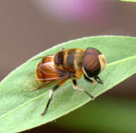 Image of Syrphidae