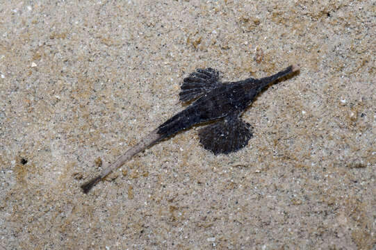 Image of Long-tailed Dragonfish