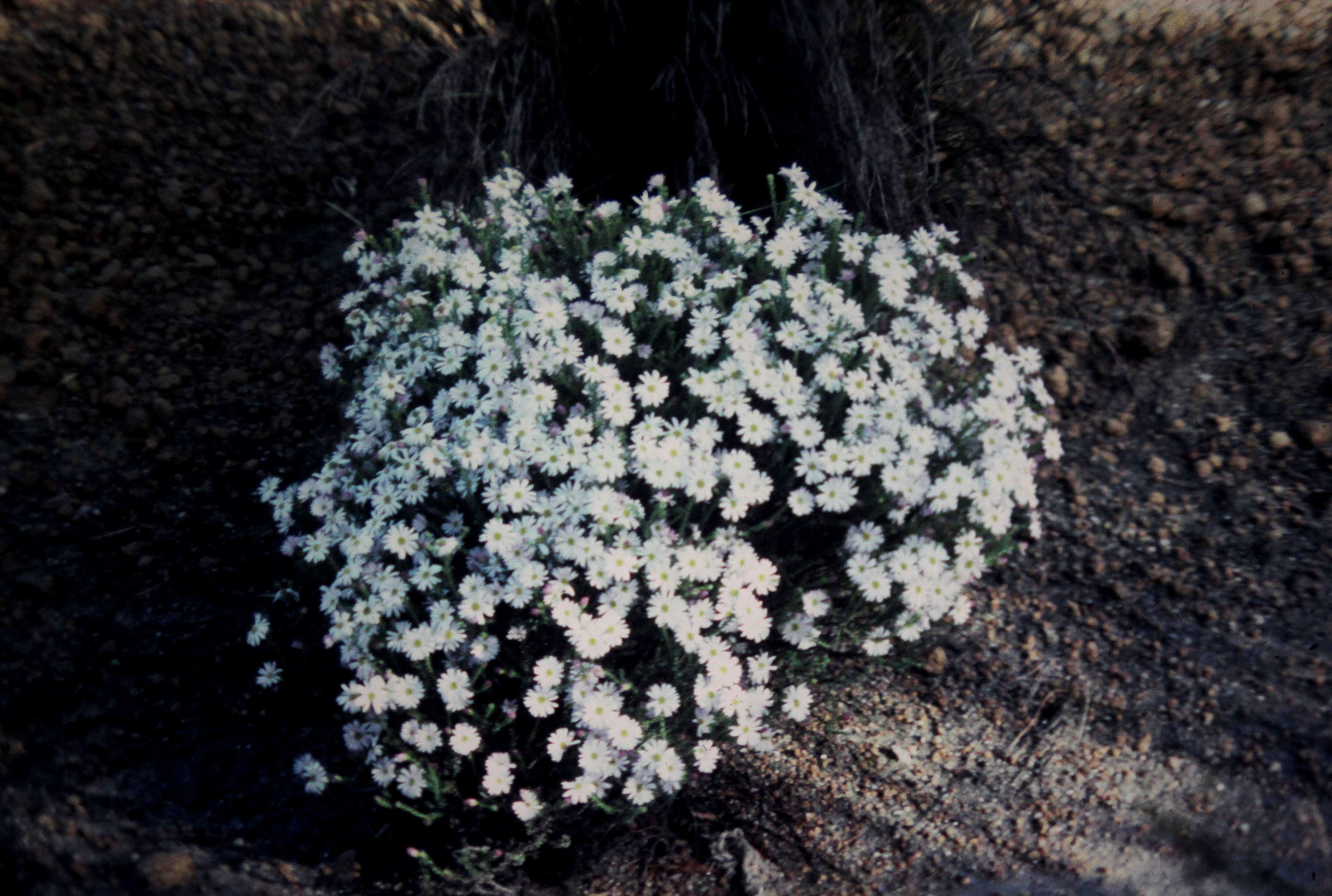 Image of Dusky Daisy-bush