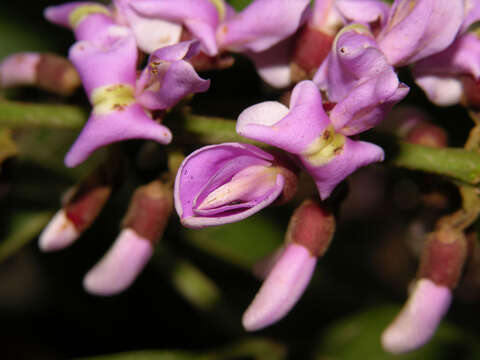 Image of Lonchocarpus macrophyllus Kunth