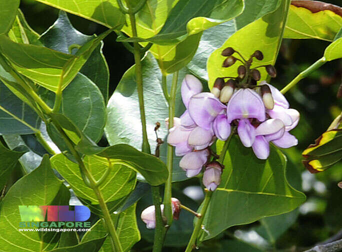 Image of Pongamia pinnata